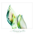 amaryllis