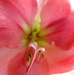 Amaryllis