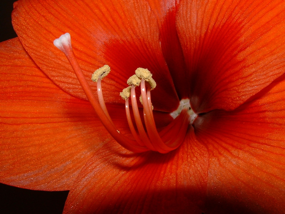 Amaryllis