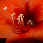 Amaryllis