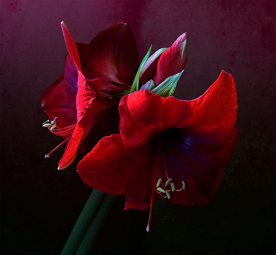 Amaryllis