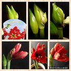 Amaryllis