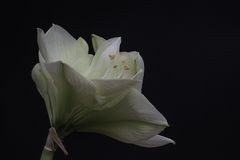 Amaryllis