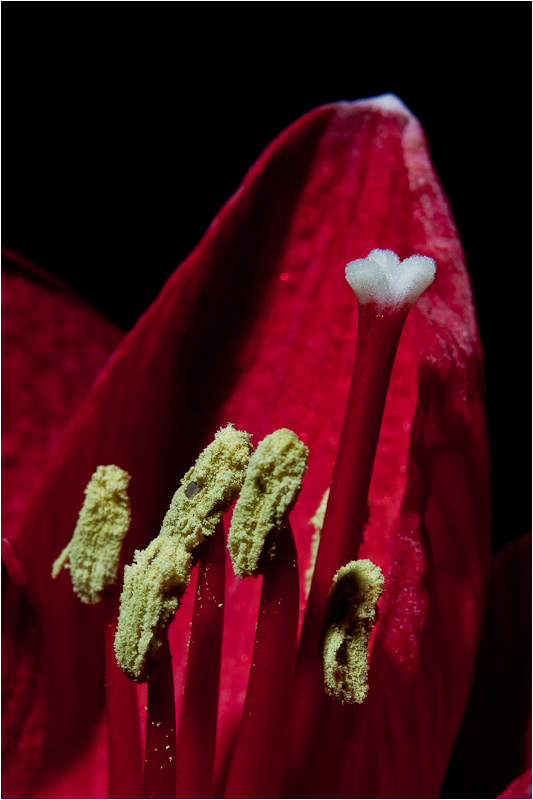 Amaryllis