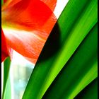 Amaryllis