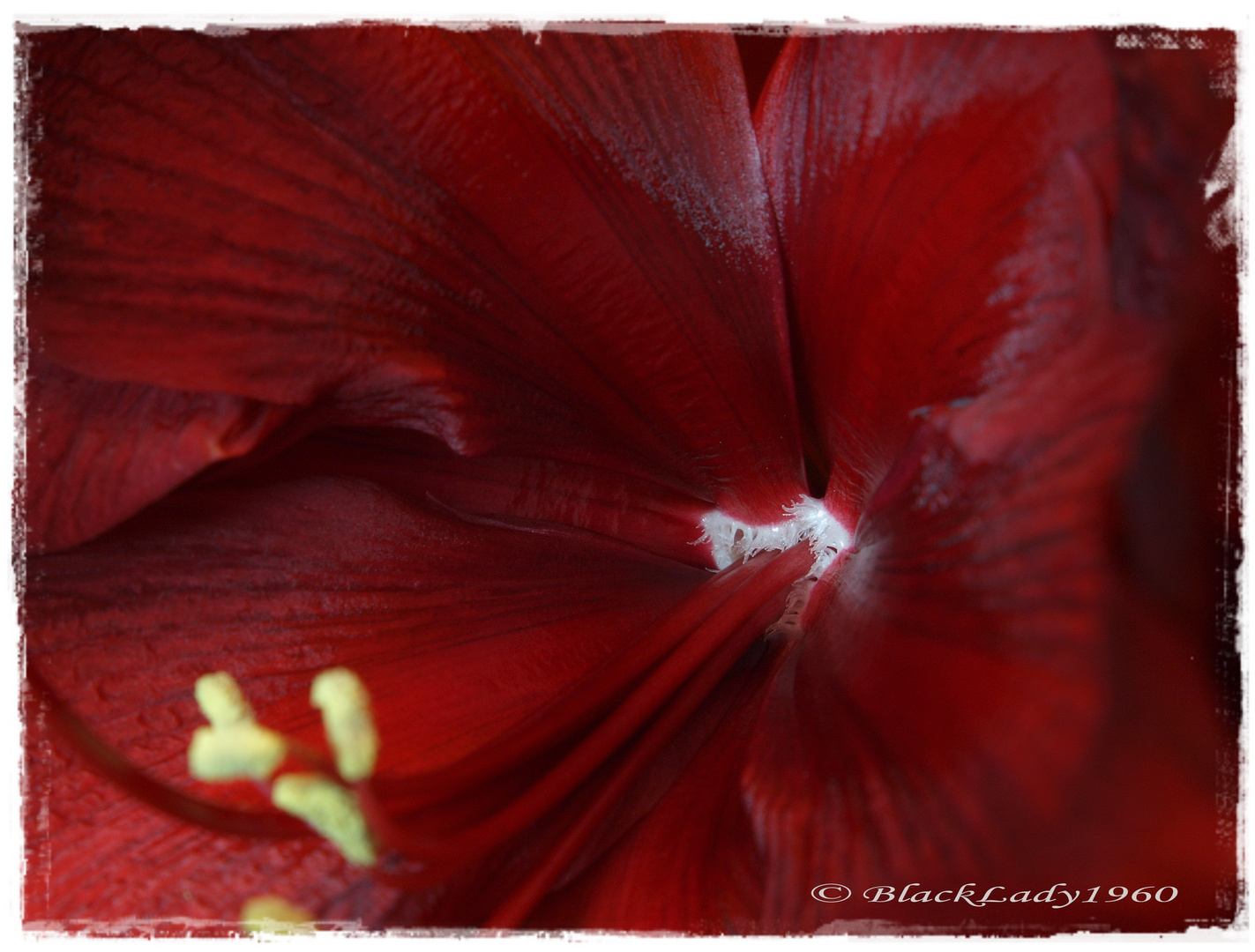 Amaryllis