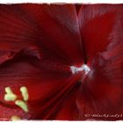 Amaryllis