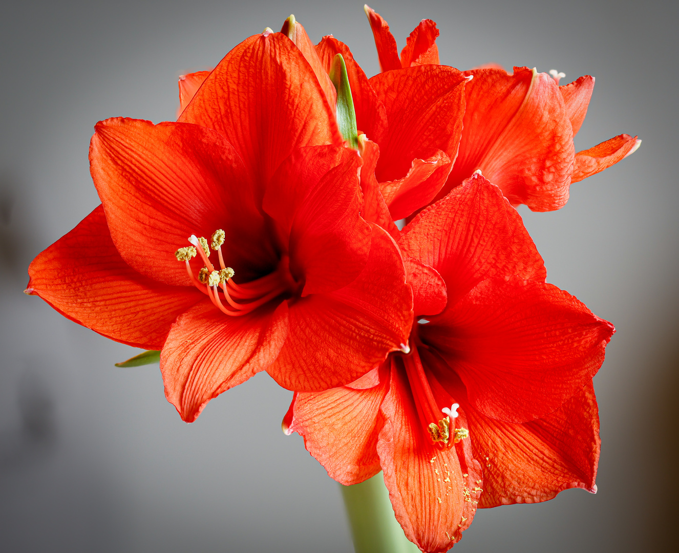 Amaryllis