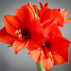 Amaryllis