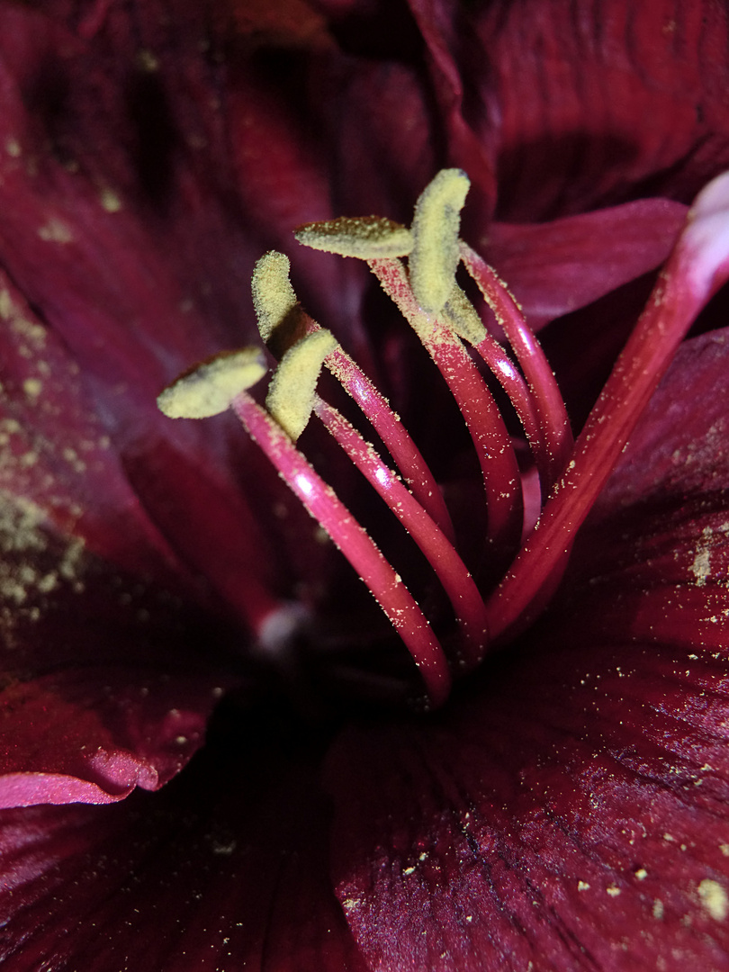 Amaryllis