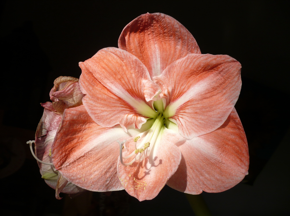 AMARYLLIS