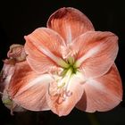 AMARYLLIS