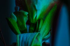 amaryllis