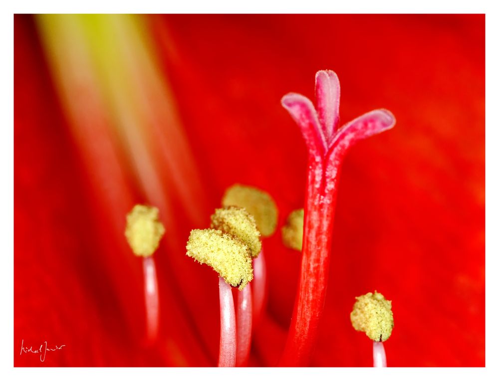 Amaryllis