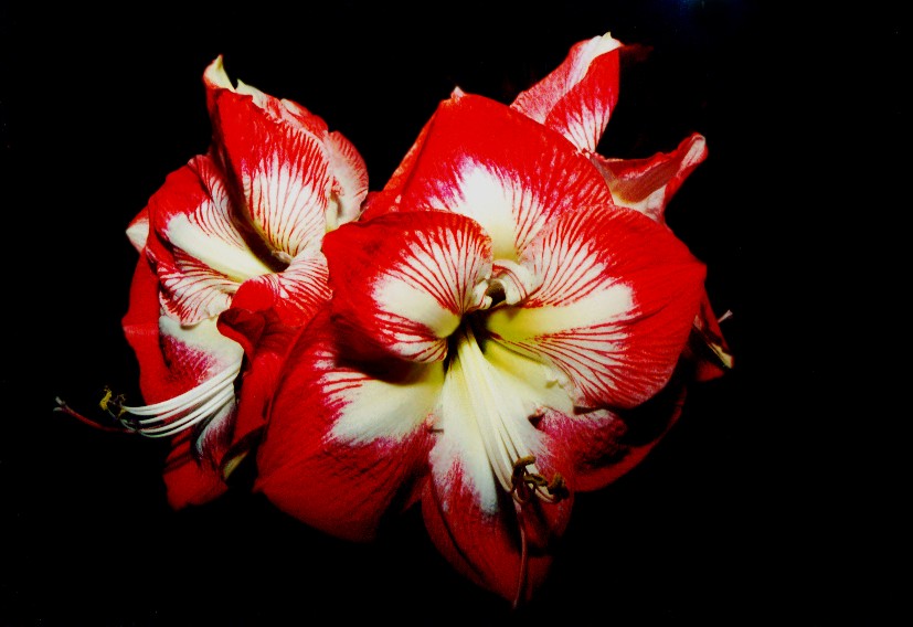 Amaryllis