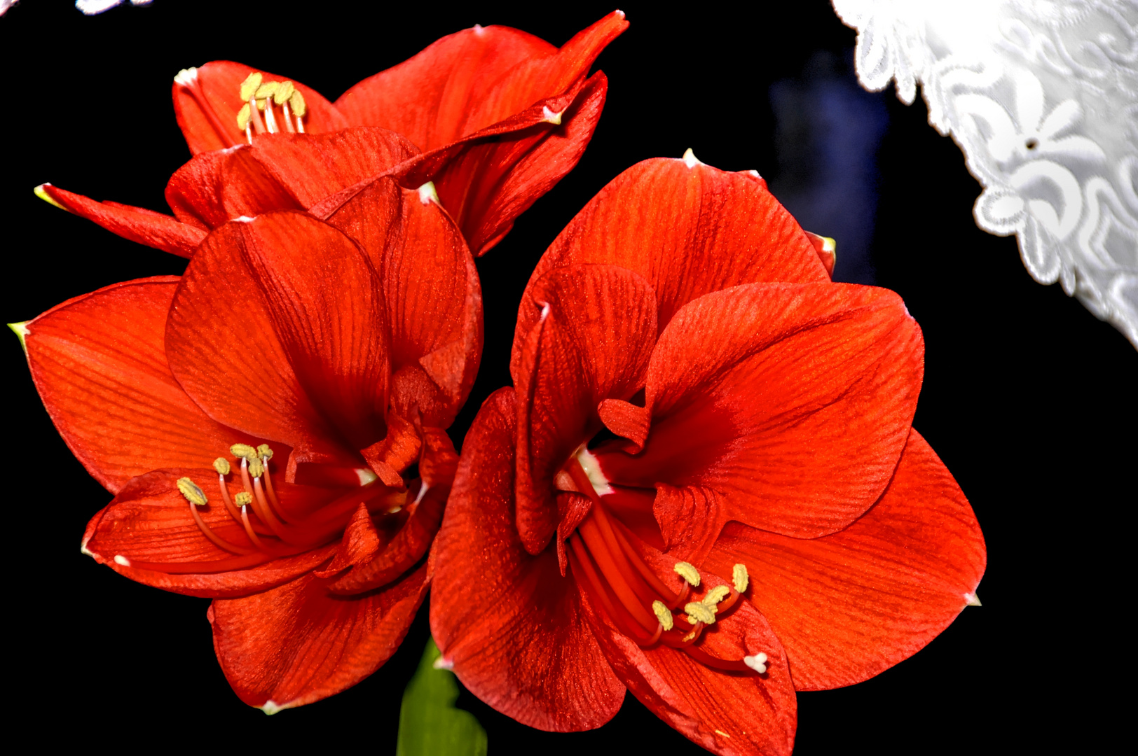 Amaryllis 3