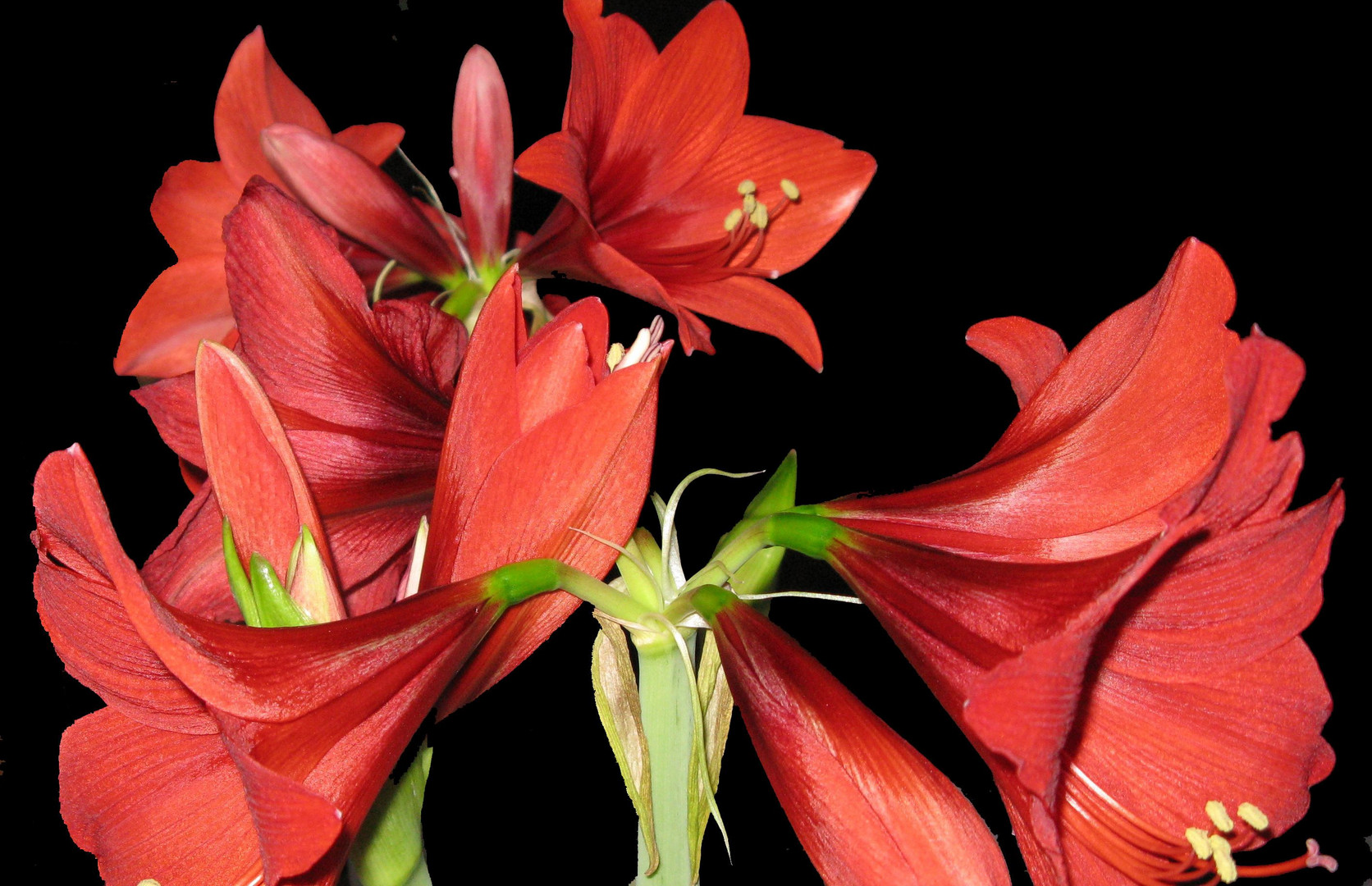 Amaryllis 3