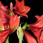 Amaryllis 3