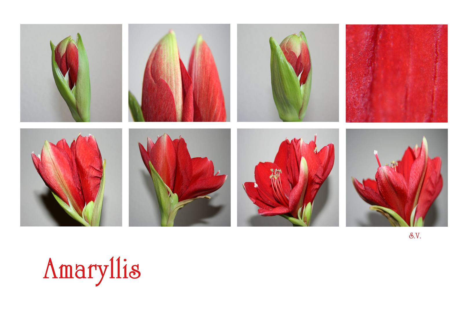 Amaryllis 3