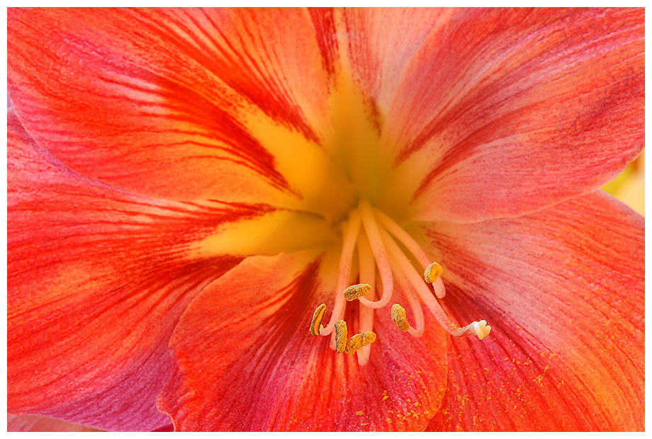 .. Amaryllis-3 ..