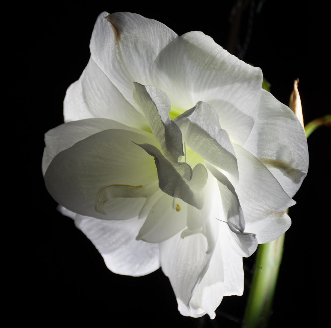 Amaryllis (3)