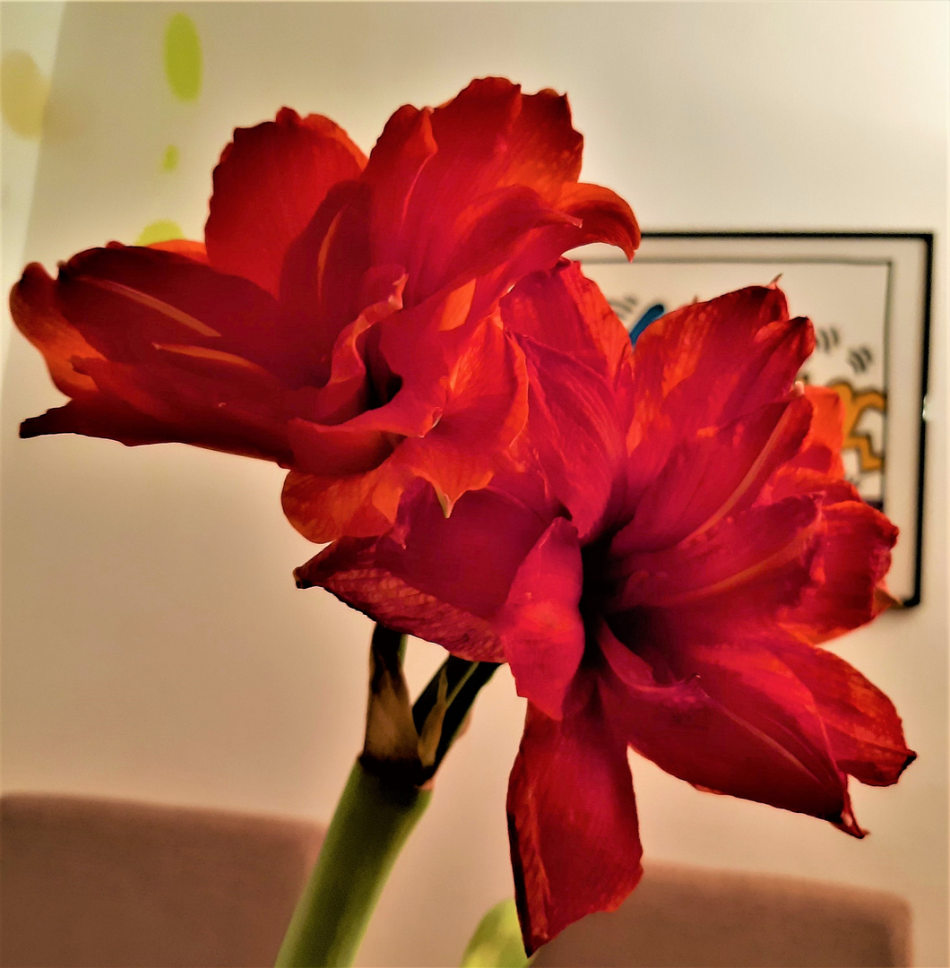 Amaryllis 3