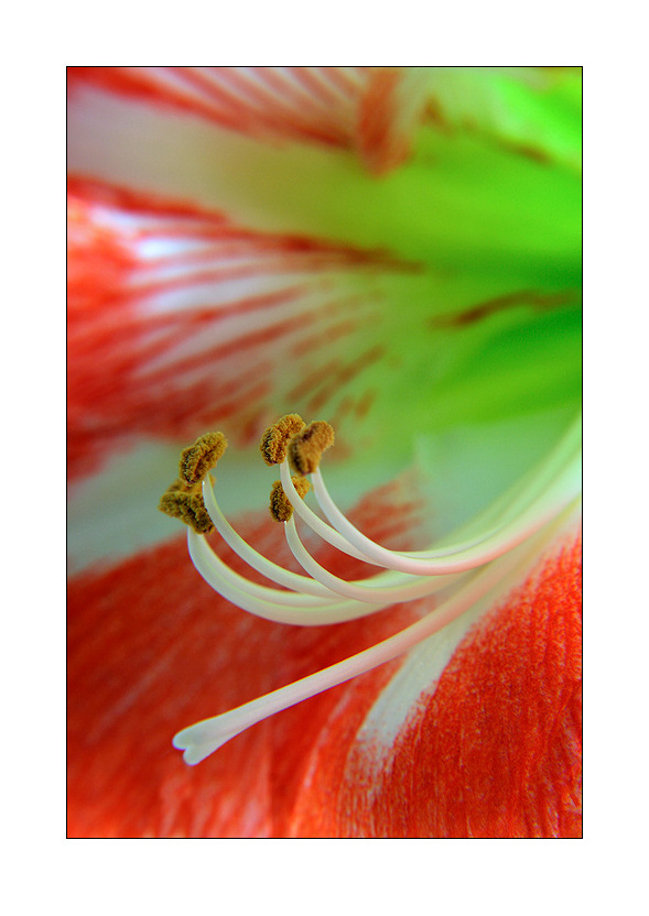 Amaryllis 3