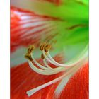 Amaryllis 3