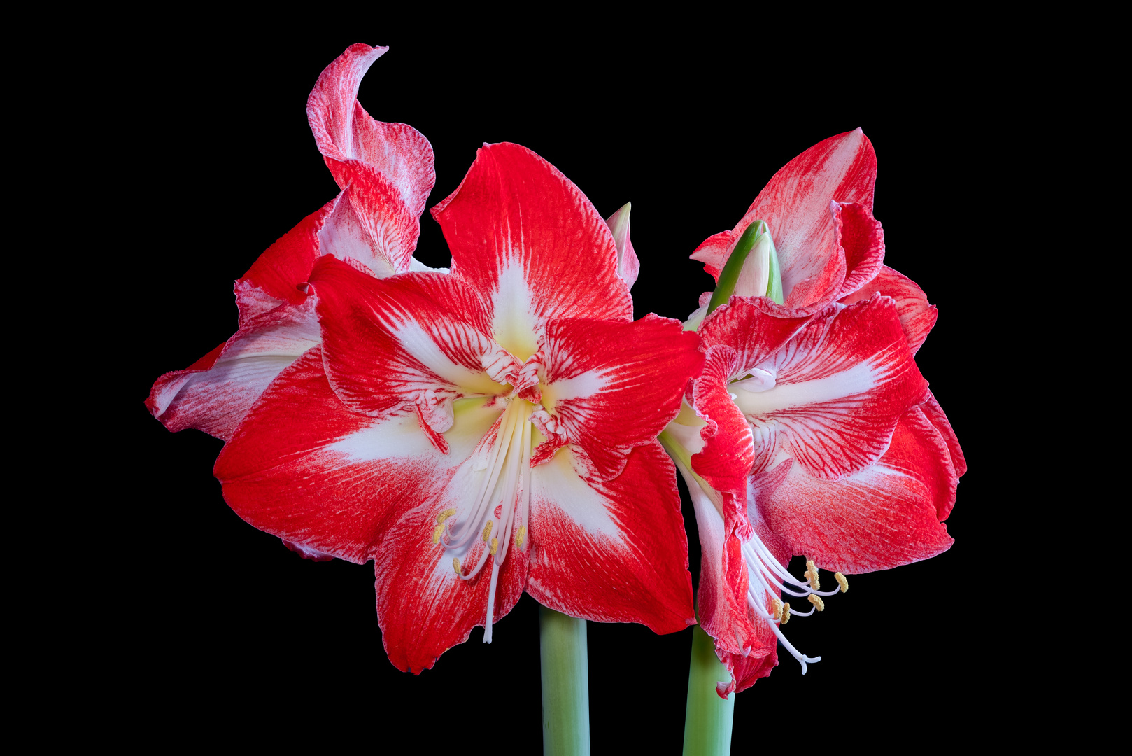 Amaryllis 3