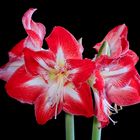 Amaryllis 3