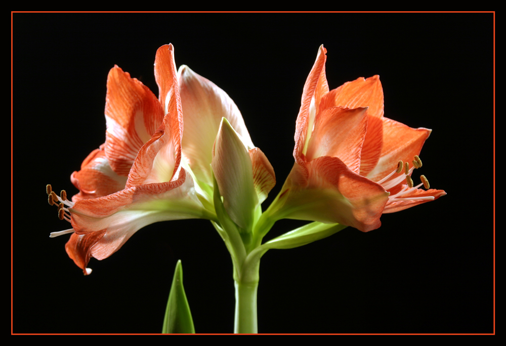 Amaryllis 3