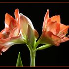 Amaryllis 3