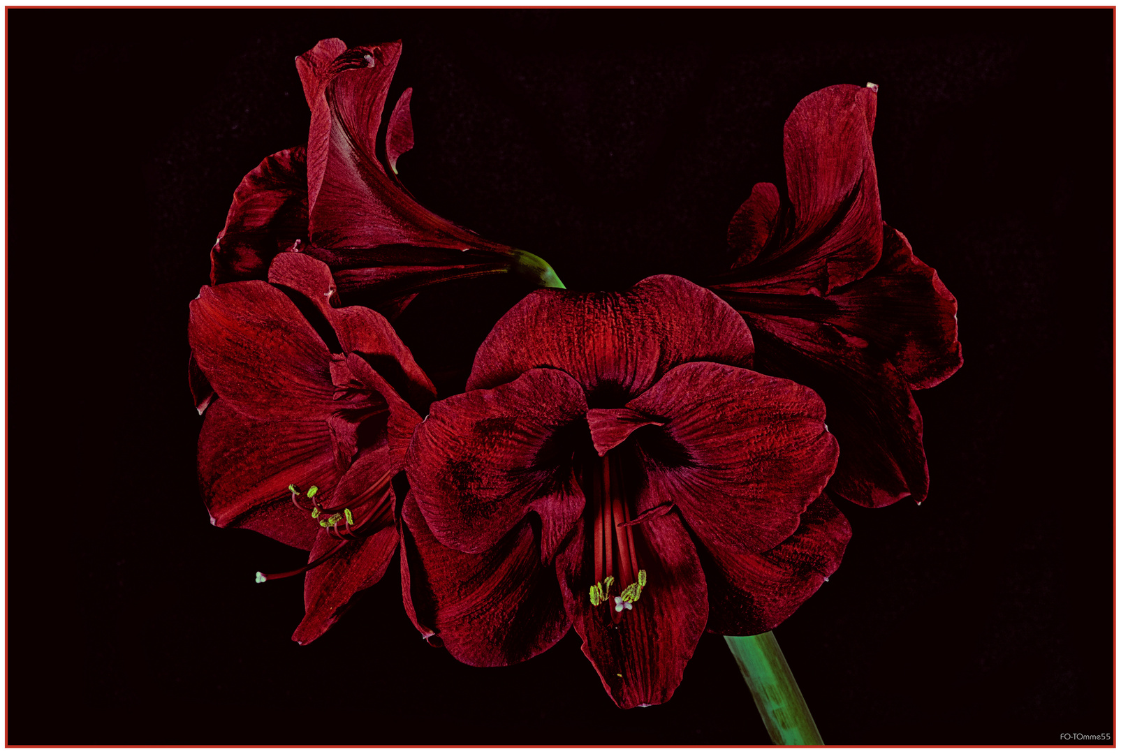 Amaryllis 3