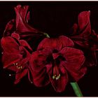 Amaryllis 3