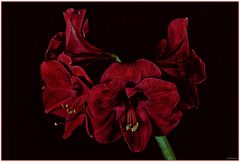 Amaryllis 3