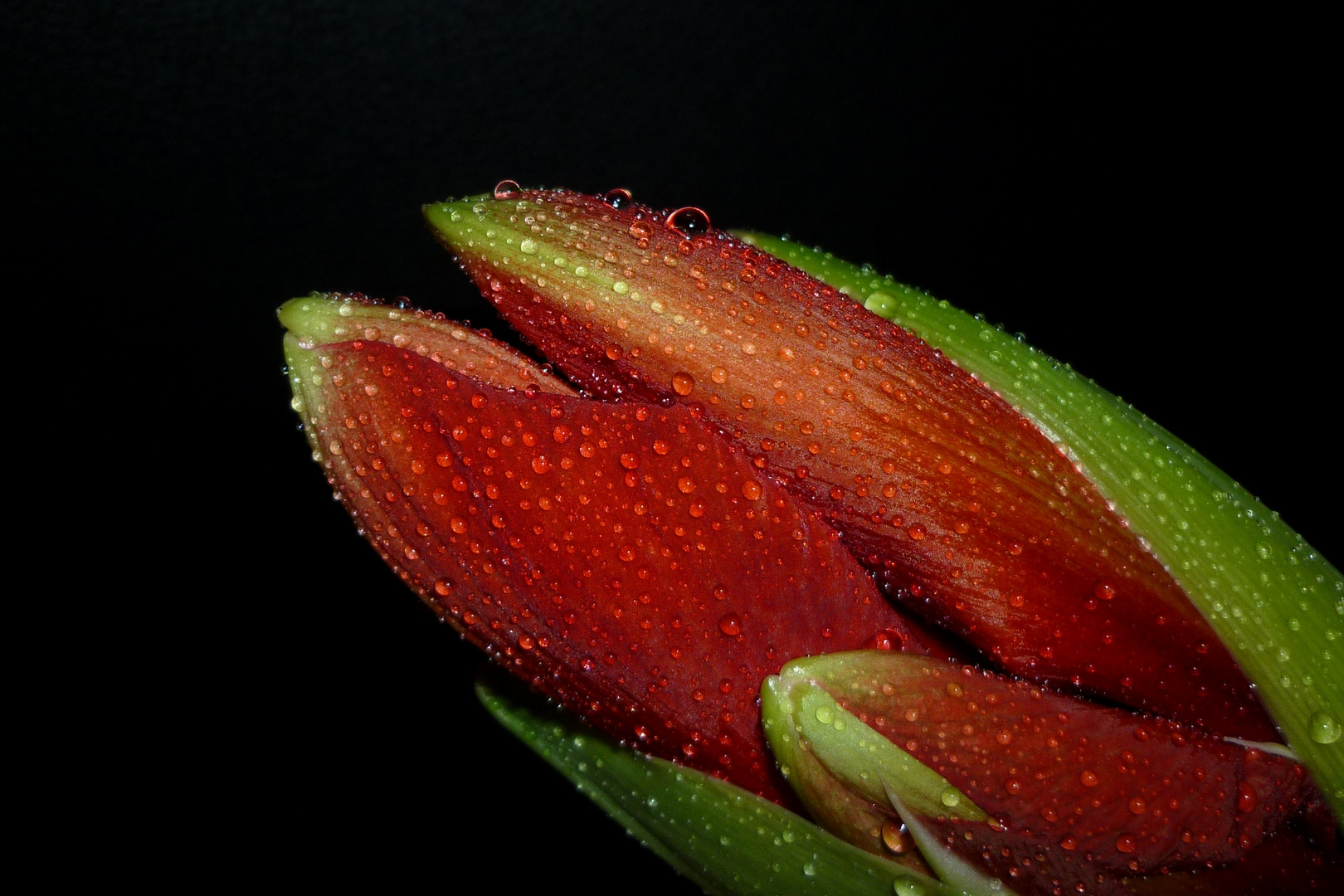 Amaryllis 3