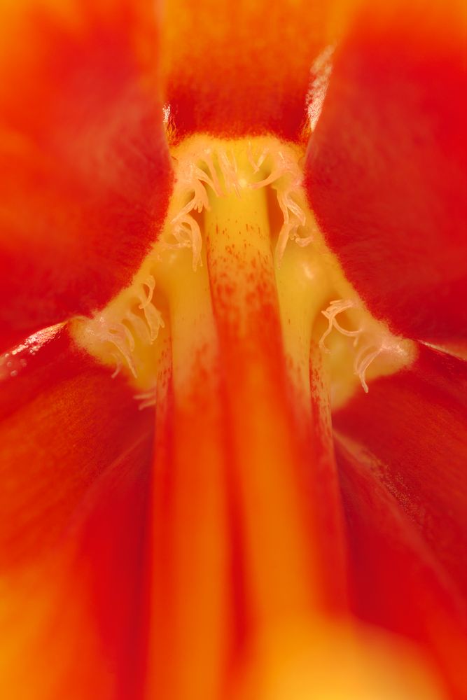 Amaryllis 3