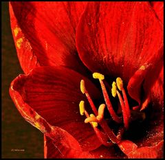 Amaryllis 3 ( Blütenstaub )