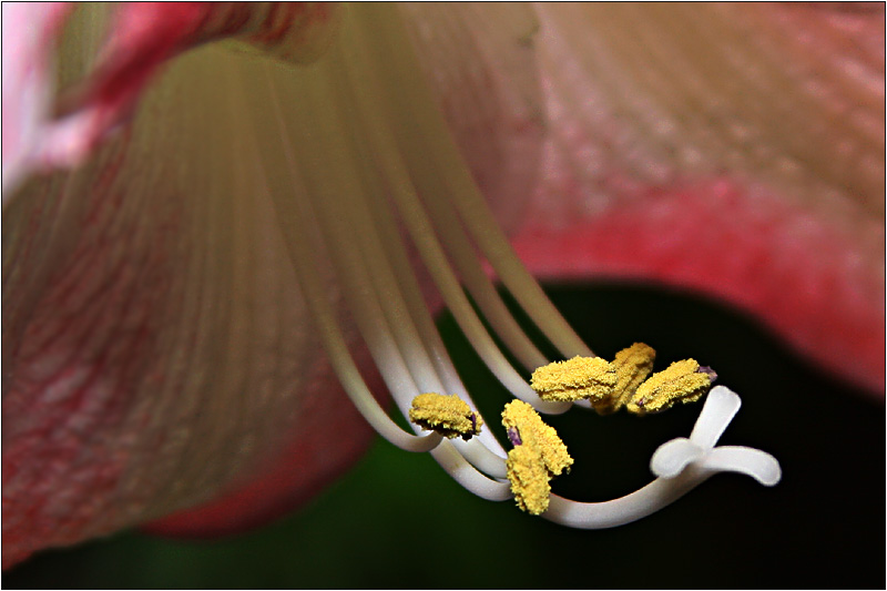 Amaryllis (3)