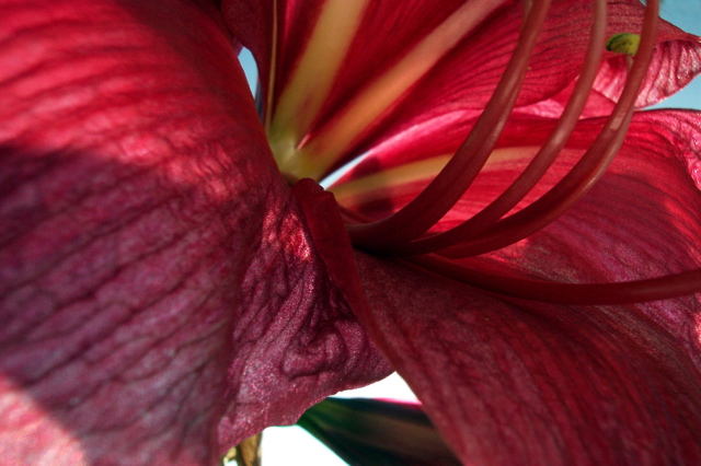 amaryllis 3