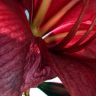 amaryllis 3