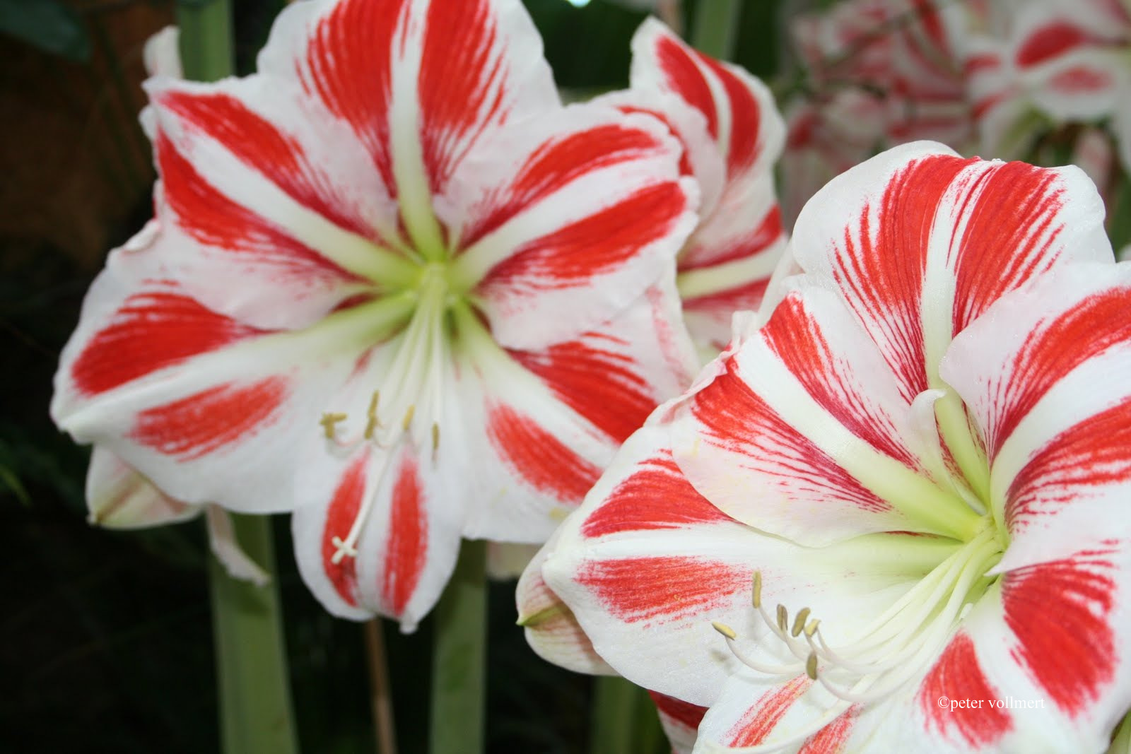 Amaryllis 3