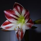 Amaryllis (3) Ritterstern