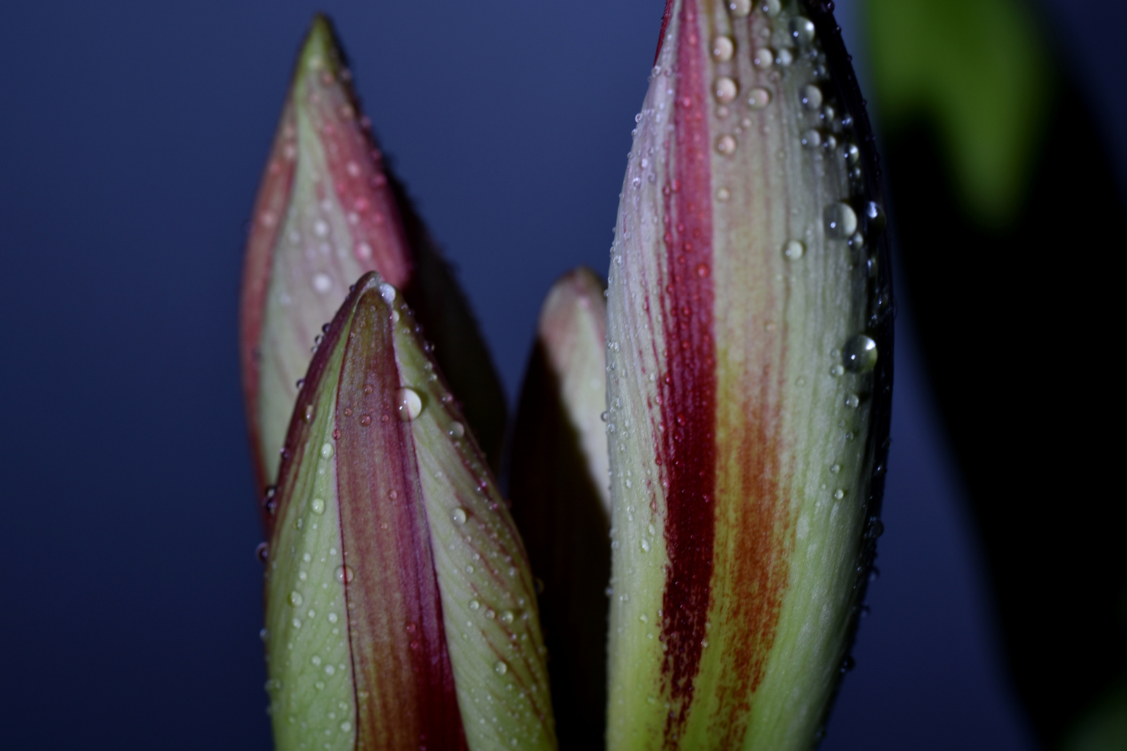 Amaryllis (3) Ritterstern - kurz vorm Aufgehen