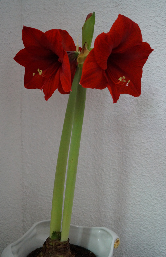 Amaryllis, 30.01.2016