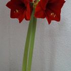 Amaryllis, 30.01.2016