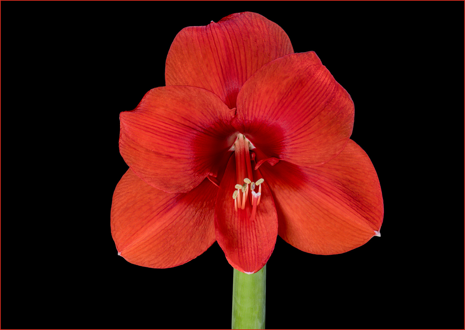 Amaryllis