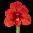 Amaryllis