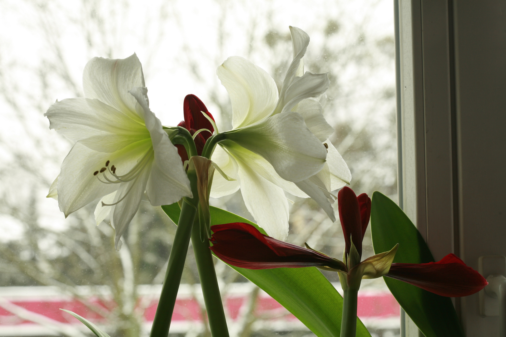 Amaryllis 