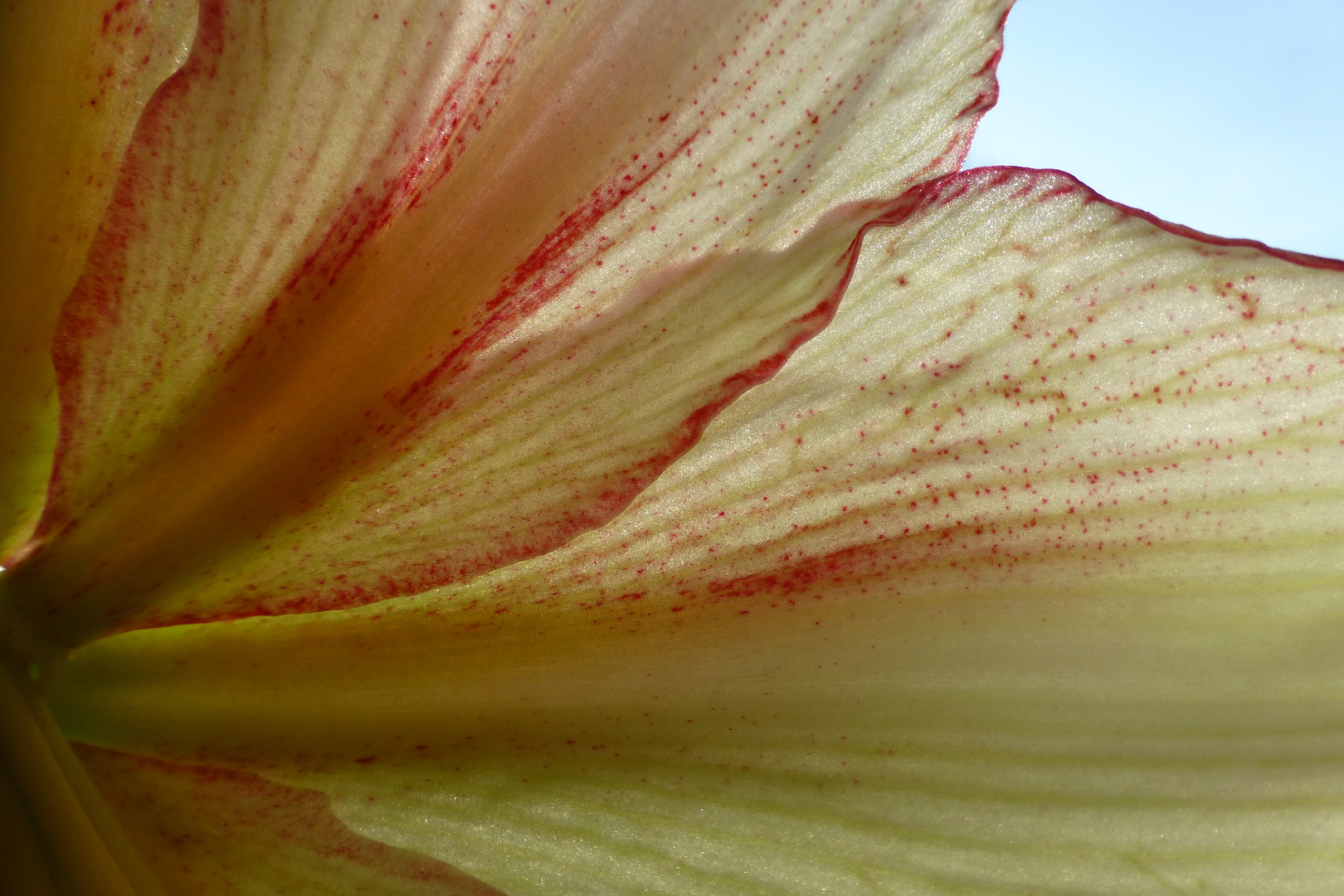 Amaryllis